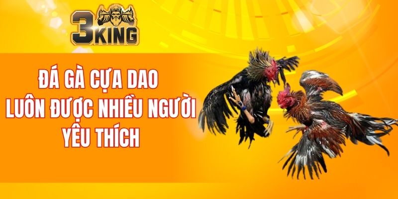 Đá gà cựa dao luôn được nhiều người yêu thích