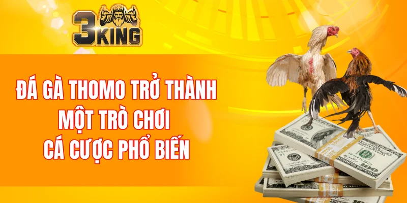 Đá gà Thomo đã trở thành trò chơi cá cược phổ biến