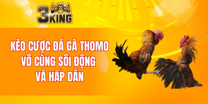 Kèo cược đá gà Thomo vô cùng sôi động và hấp dẫn
