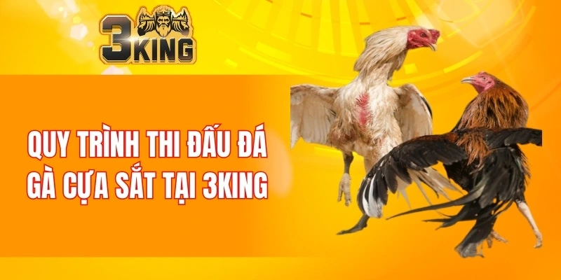 Quy trình thi đấu đá gà cựa sắt tại 3KING