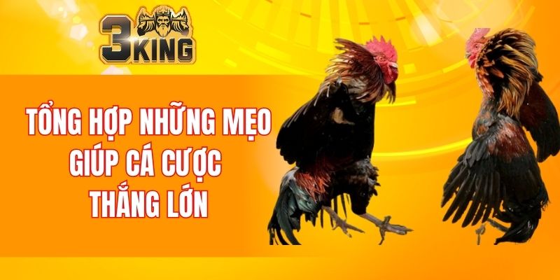 Tổng hợp những mẹo giúp cá cược thắng lớn